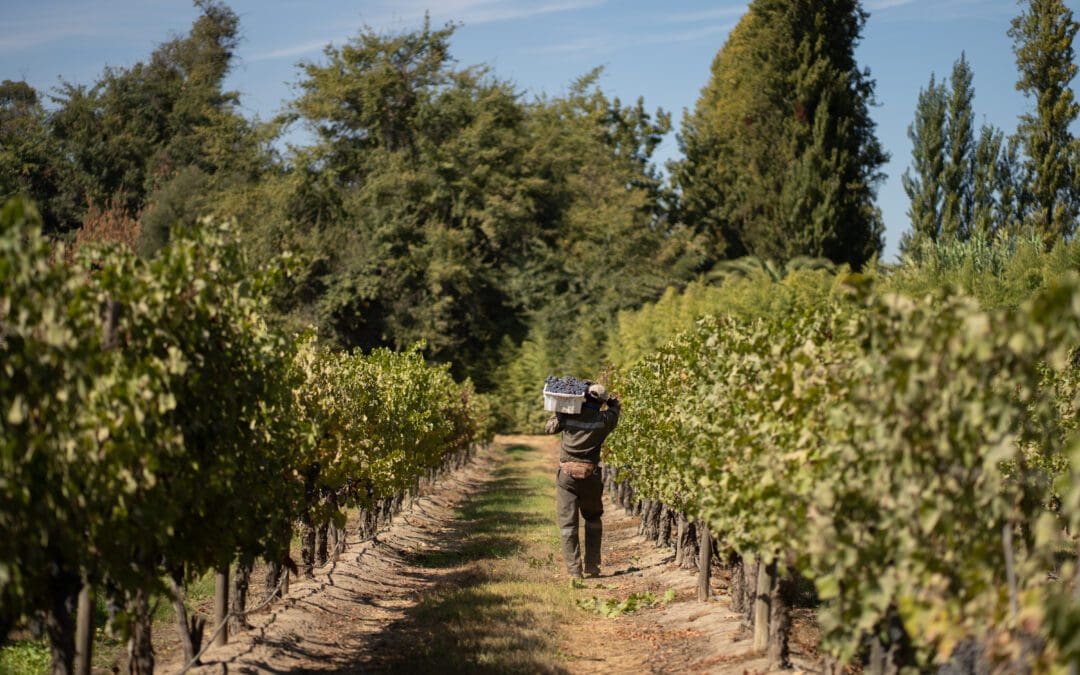 Vendimia Concha y Toro en fotos