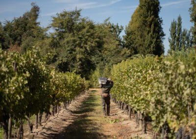 Vendimia Concha y Toro en fotos