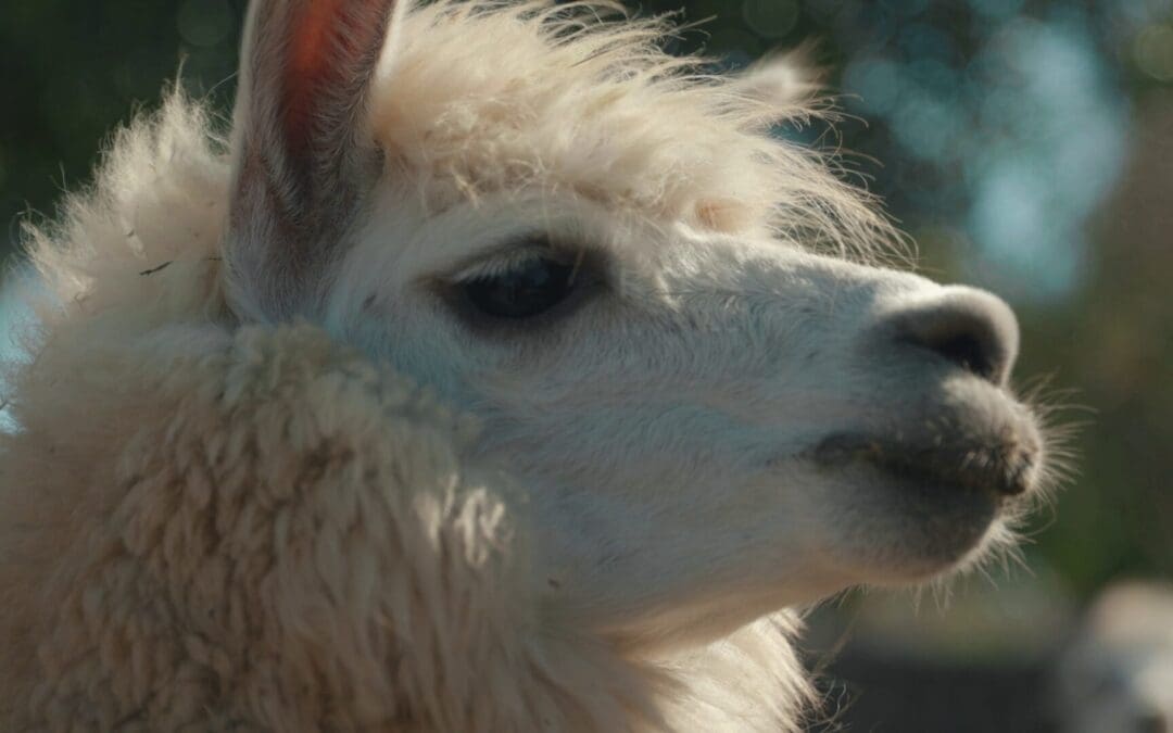 TVC de Viña Emiliana para Suecia