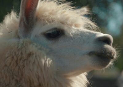 TVC de Viña Emiliana para Suecia