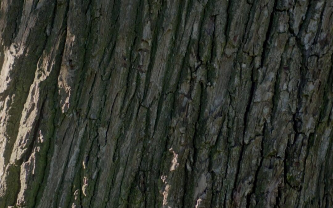 Emiliana Coyam, un paso natural…