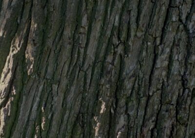 Emiliana Coyam, un paso natural…