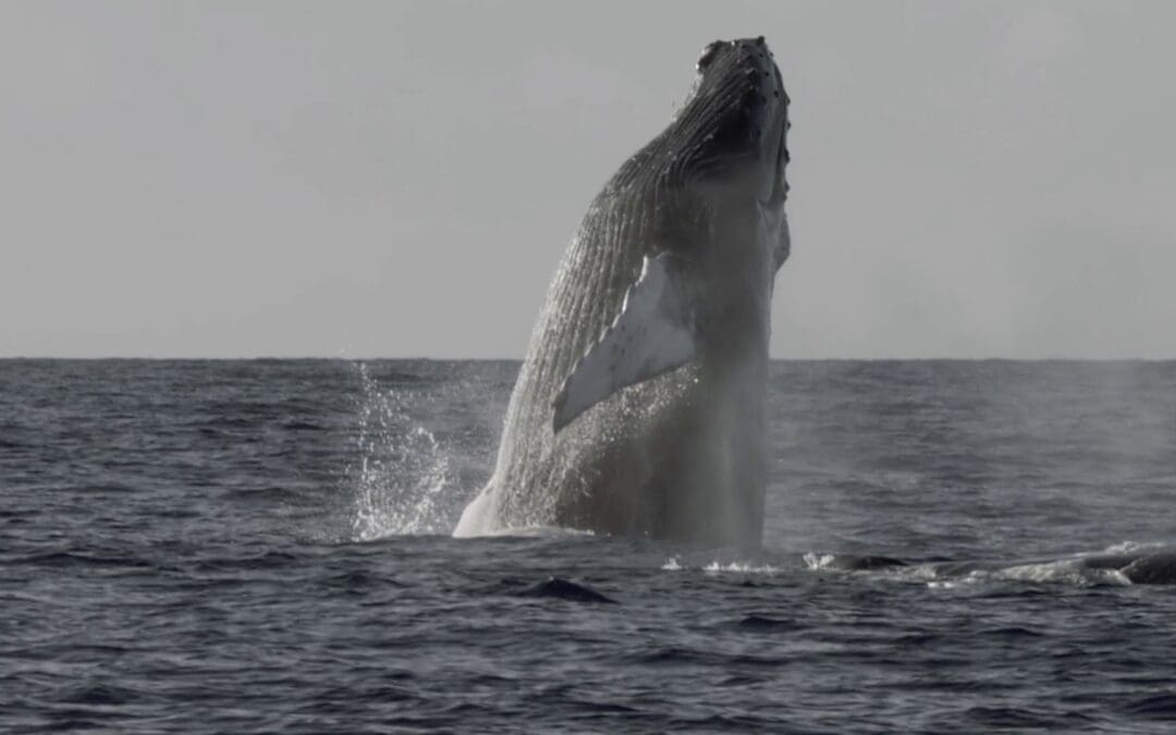 STORYTELLING VINOS PATAGONIA