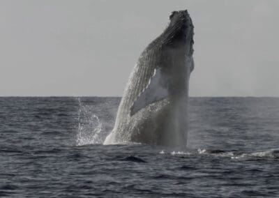 una ballena salta del agua