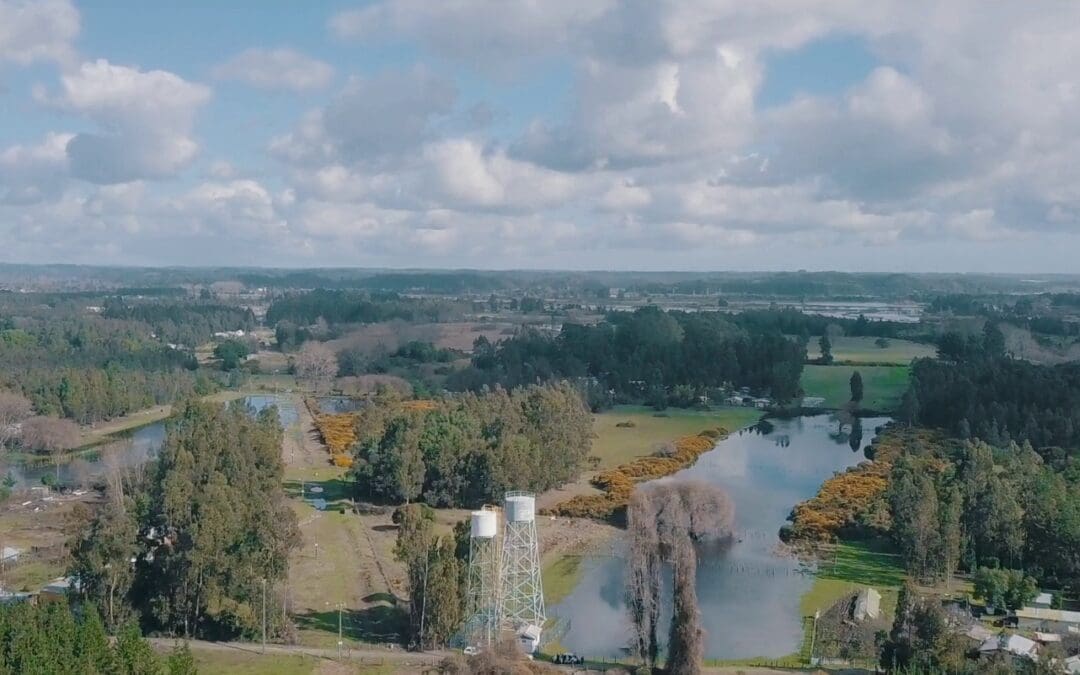 Micro Documentales Arauco