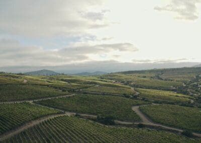 Viñedo visto desde las alturas.