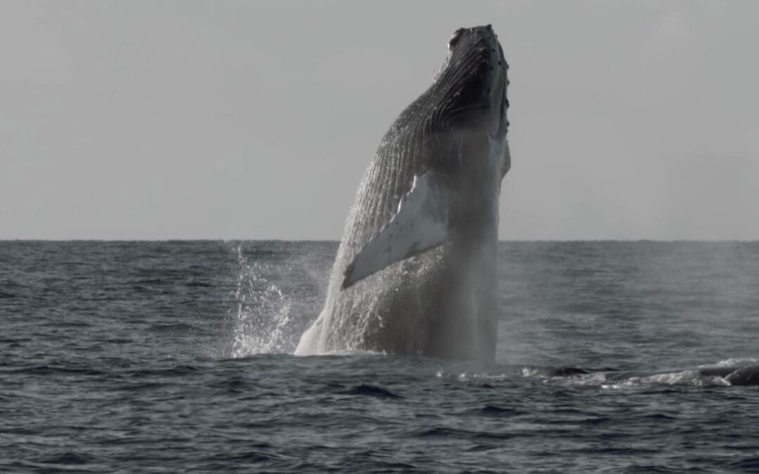 Lanzamiento Vino Patagonia